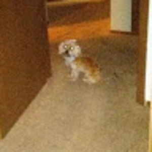 Meet your Posher, Shavonda